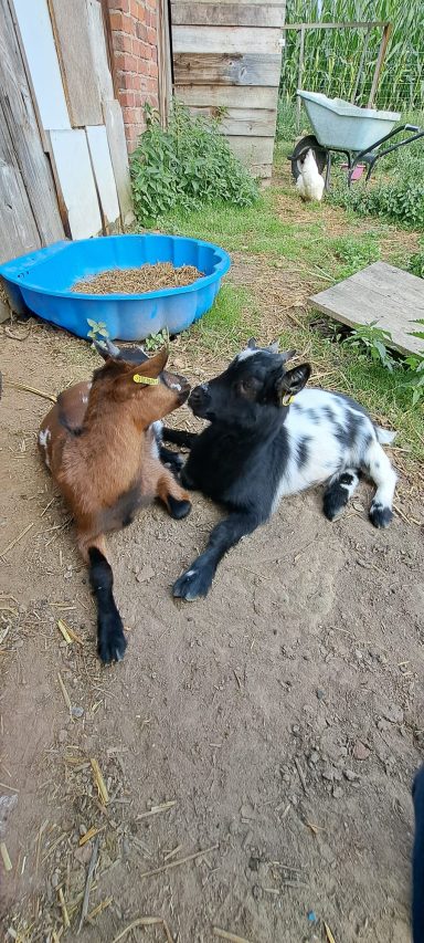 Zwei Ziegen liegen entspannt nebeneinander auf dem Boden in einem Hof.
