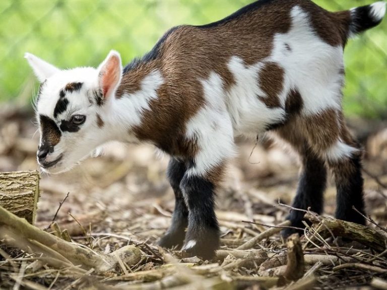 Ein kleines Zicklein mit braunen und weißen Flecken, das am Boden schnüffelt.