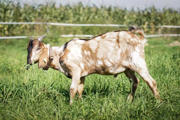 Ziege steht in einer Wiese mit Gras, umgeben von einem Zaun und Maisfeldern.