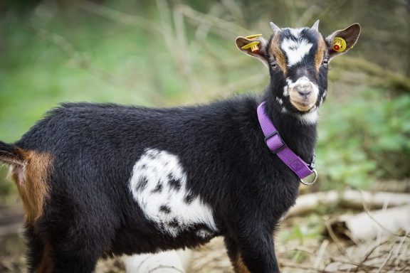Ziege mit schwarzem Fell, weißen Flecken und lila Halsband in natürlicher Umgebung.
