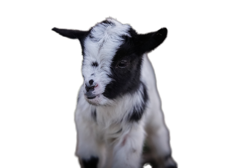 Ein schwarz-weißes Zicklein mit einem neugierigen Gesichtsausdruck.