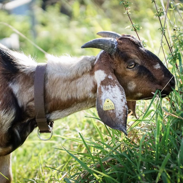 Eine Ziegenkopf, der Gras im Freien grast, umgeben von grünem Hintergrund.