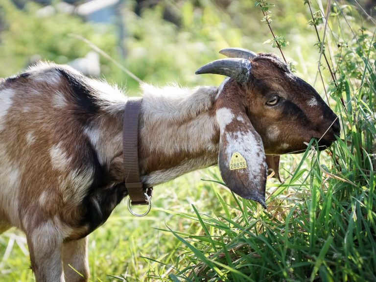 Ziege frisst Gras im Freien, trägt ein Halsband und hat helle Flecken.