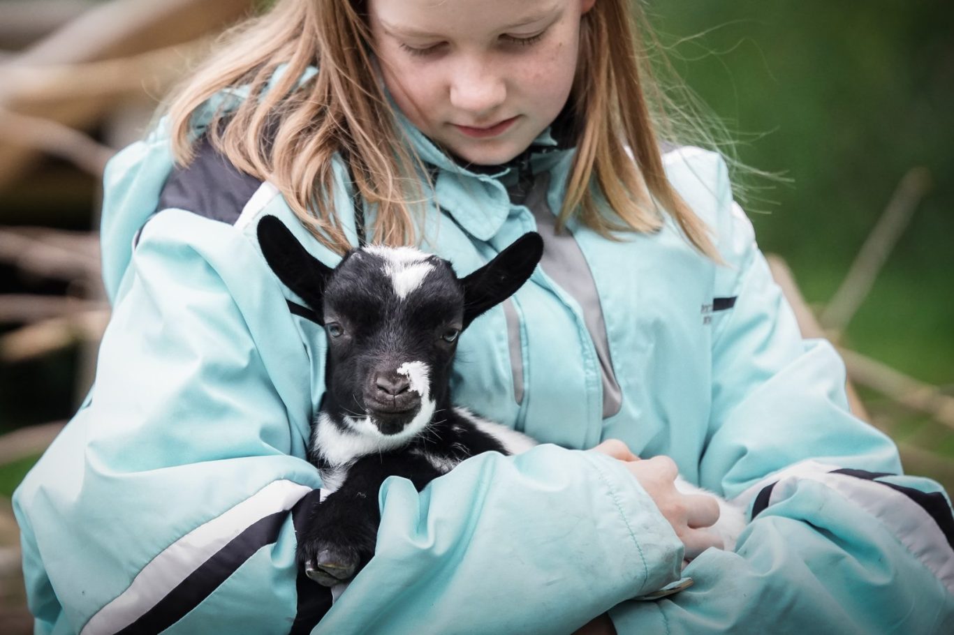 Zwei Ziegen stehen zusammen auf einer Wiese, eine schwarz-weiß, die andere braun-weiß.