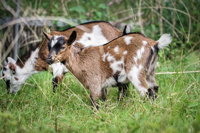Zwei braun-weiße Ziegen grasen auf einer Wiese.