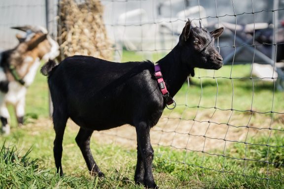Schwarze Ziege mit Halsband steht auf einer Wiese neben einem Zaun.