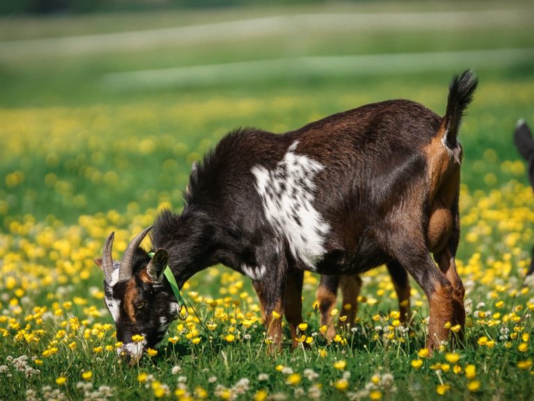 Lolly Eine schwarze Ziege mit weißen Flecken grast im grünen Gras.