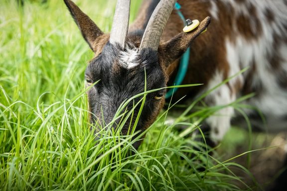 Ziege frisst Gras im Grünen, mit auffälligen Hörnern und braun-weißer Fellzeichnung.