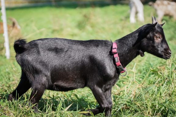 Schwarze Ziege mit pinkem Halsband läuft auf einer Wiese.