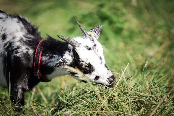 Schwarze und weiße Ziege, die Gras auf einer Wiese frisst.