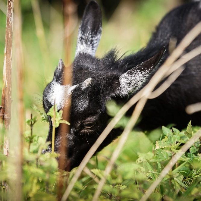 Schwarze Ziege, die an Gras und Pflanzen schnuppert.