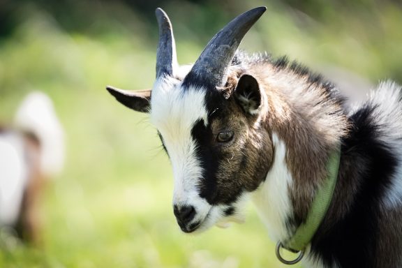 Ziege mit schwarzen und weißen Flecken, grüner Halsband, auf grünem Hintergrund.