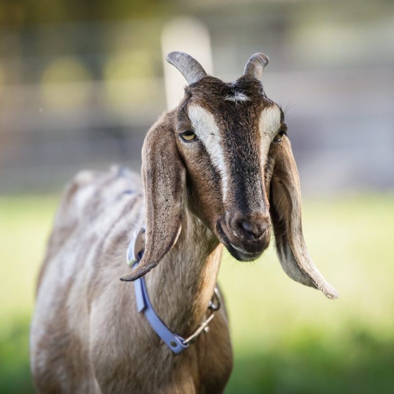 Anglo-Nubier Eine Ziegenkopf, der Gras im Freien grast, umgeben von grünem Hintergrund.