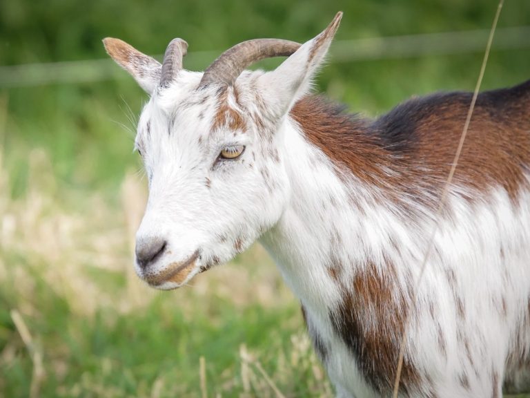 Rosinchen Eine weiße Ziege mit braunen Flecken grast im grünen Gras.