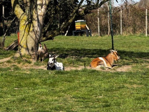 Zwei Hunde liegen im Gras unter einem Baum, umgeben von einem grünen Feld.