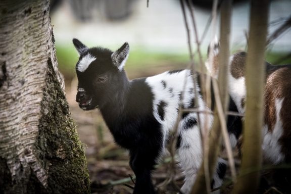 Ein kleines Ziegenbaby mit schwarzem und weißem Fell steht neben einem Baum.