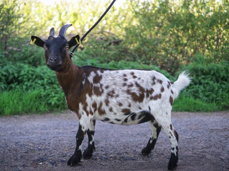 Eine Geiß mit braun-weißen Flecken ruht auf einem Holzstapel.