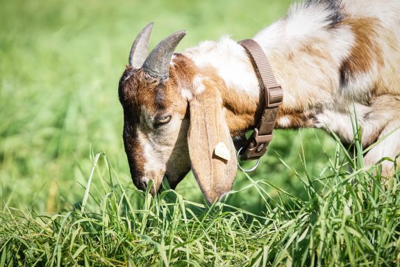 Ziege, die auf grünem Gras steht und frisst.