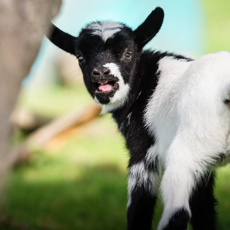Tiffy Ein schwarzes und weißes Zicklein schaut neugierig zurück.