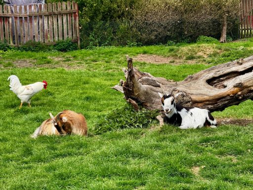 Hühner und Ziegen grasen auf einer grünen Wiese neben einem Baumstamm.