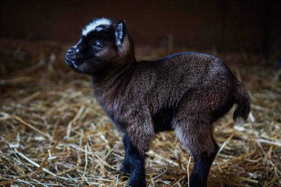 Kleines braunes Ziegensbaby steht auf Stroh in einem Stall.