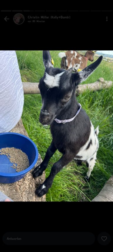 Schwarzes und weißes Zicklein sitzt neben blauer Futterschüssel auf grünem Gras.