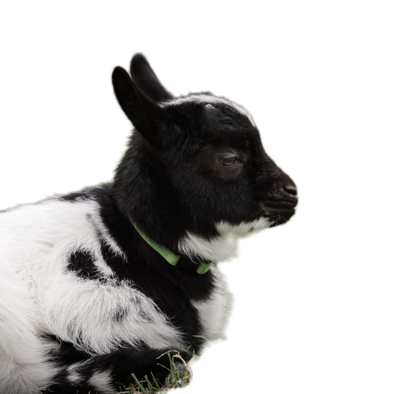 Marijke Wärmflasche Zwei Ziegen liegen zusammengekuschelt und schlafen.