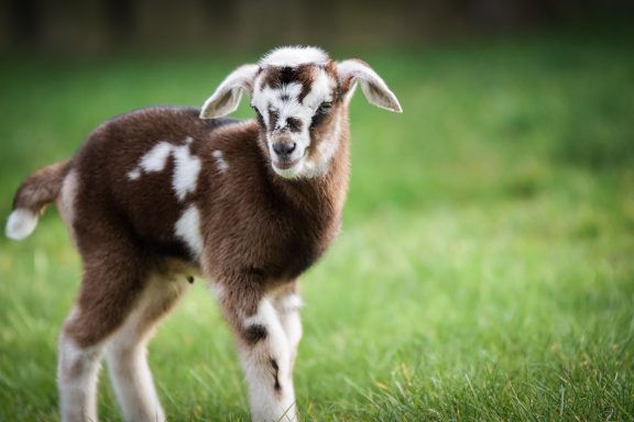 Ein kleines, braunes Lamm mit weißen Flecken auf grünem Gras.