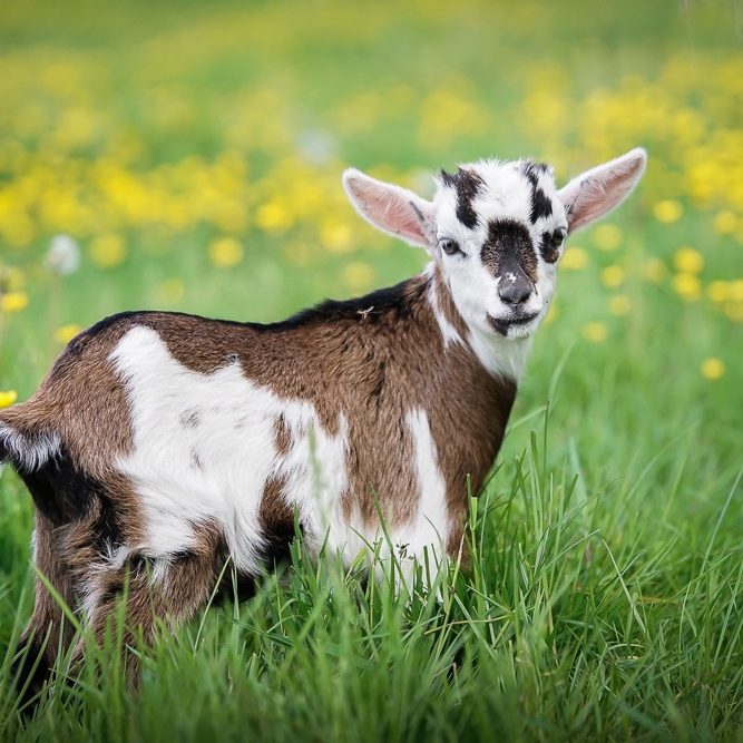 Braunes Zicklein mit weißen Flecken steht in einer blühenden Wiese.