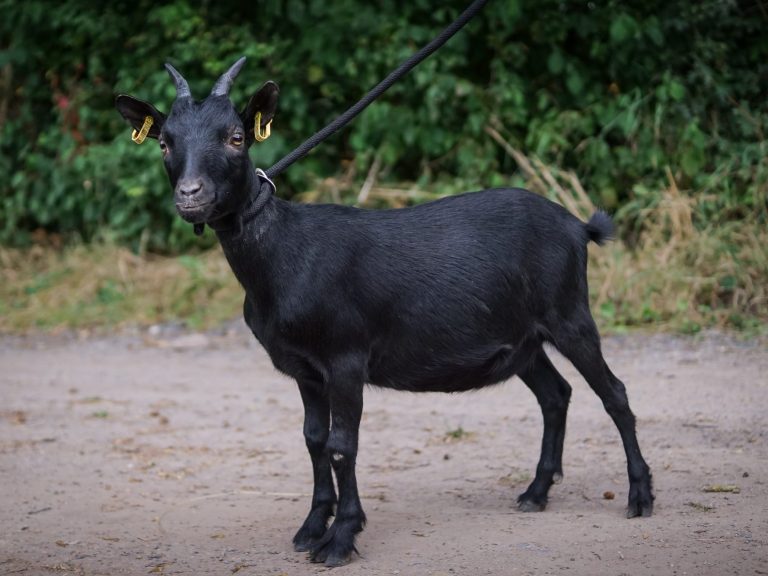 Schwarze Ziege mit einem rosa Halsband steht vor unscharfem Hintergrund.