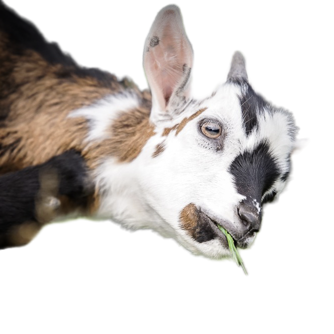 Ziege mit braun-weißer Fellzeichnung, die Gras frisst.