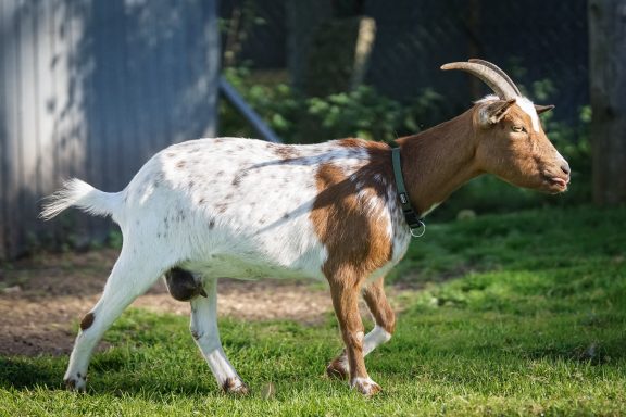 Eine Ziege mit braun-weißer Fellzeichnung läuft auf einer Wiese.