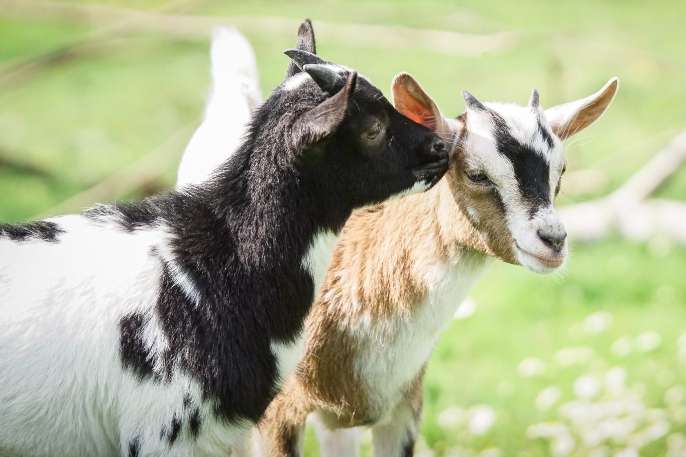 Zwei Ziegen stehen zusammen auf einer Wiese, eine schwarz-weiß, die andere braun-weiß.