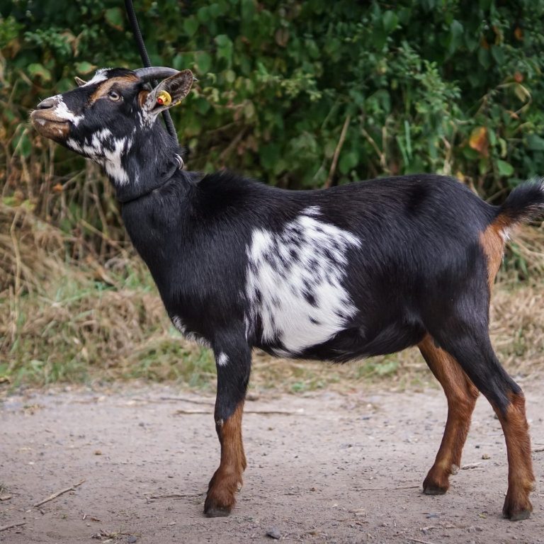 Lumi Braunes Zicklein mit weißen Flecken steht in einer blühenden Wiese.