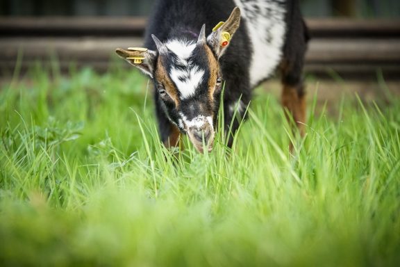 Ziegenjungtier grast auf einer Wiese mit grünem Gras und einem Holzzaun im Hintergrund.