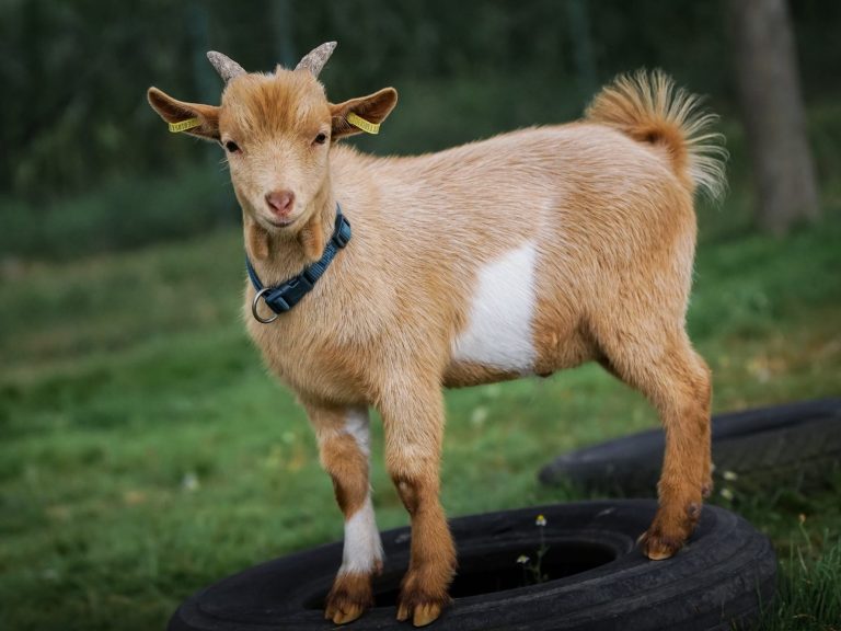 Miego Ziege mit einem gefleckten Fell, die im Grünen grast.
