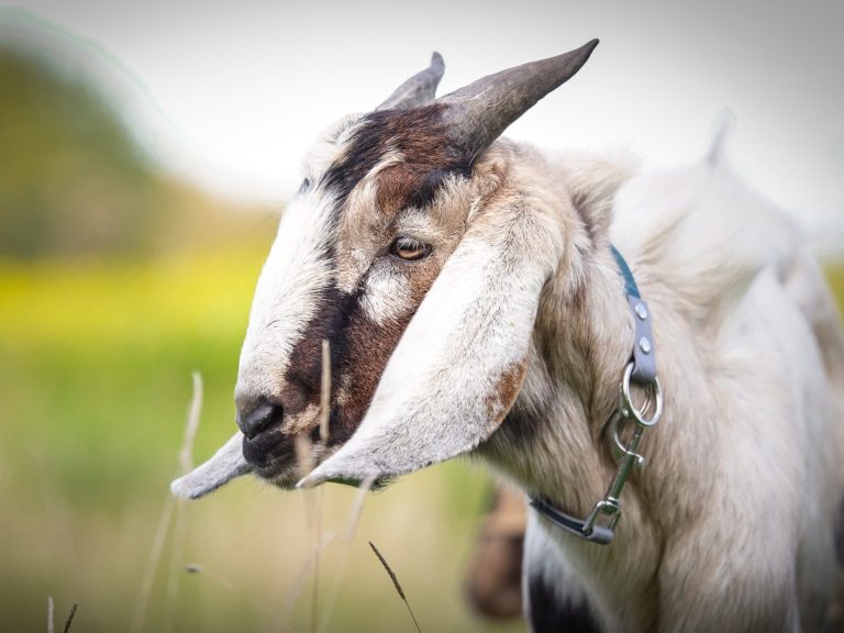 Ziege frisst Gras im Freien, trägt ein Halsband und hat helle Flecken.