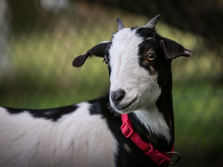Eine Ziege mit langen Ohren und auffälligem Ohrenanhänger vor einem blauen Hintergrund.