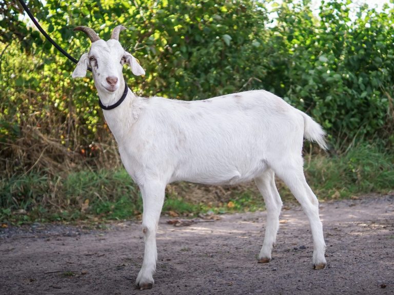 Weißer Ziegenkopf mit Ohrmarke, auf einer grünen Wiese im Hintergrund.