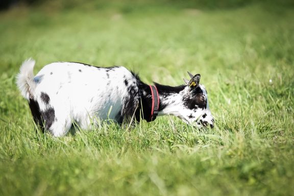 Schwarzer und weißer Hund, der auf einer Wiese schnüffelt.