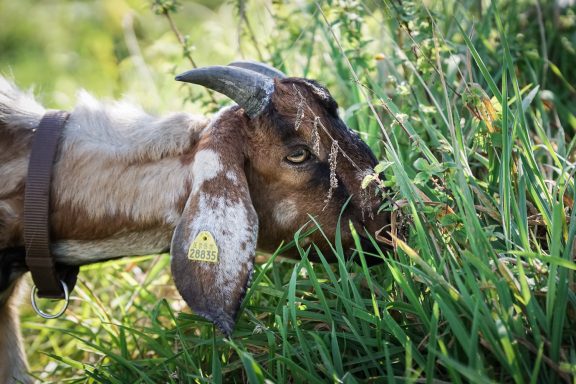 Ziege frisst Gras in einer grünen Wiese.