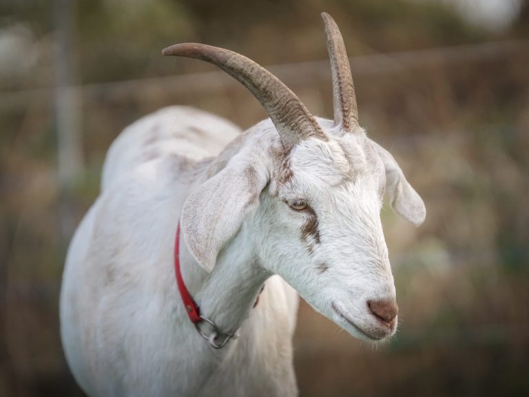 BIbi Weißer Ziegenkopf mit Ohrmarke, auf einer grünen Wiese im Hintergrund.