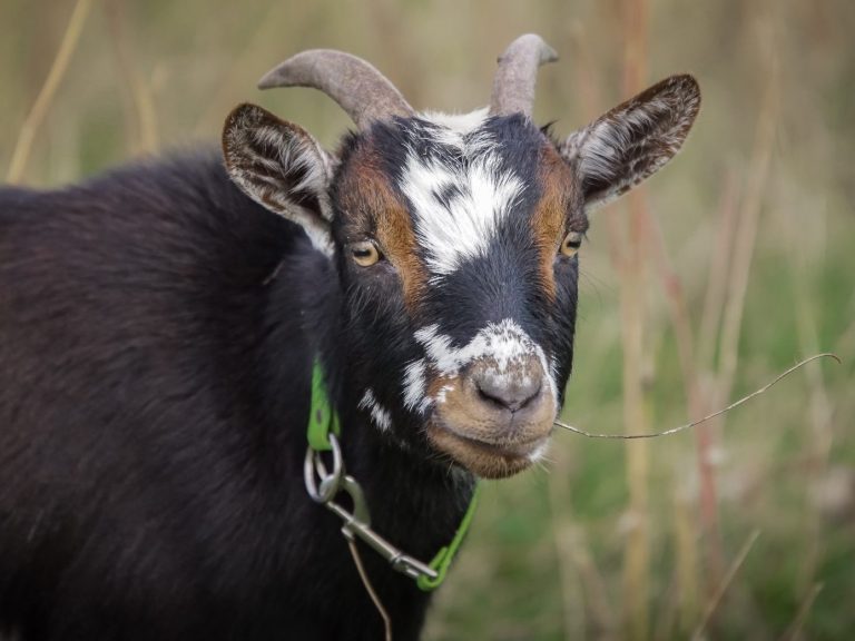 Lolly Eine schwarze Ziege mit weißen Flecken grast im grünen Gras.
