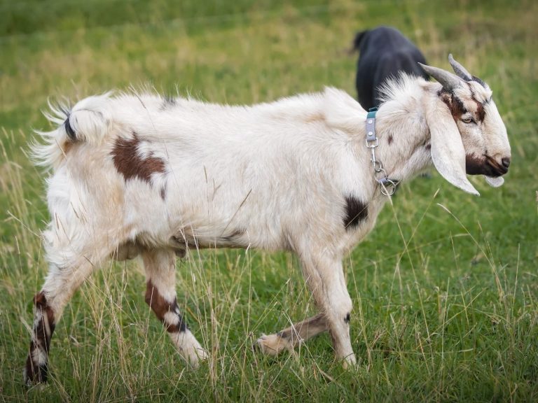 Ziege frisst Gras im Freien, trägt ein Halsband und hat helle Flecken.