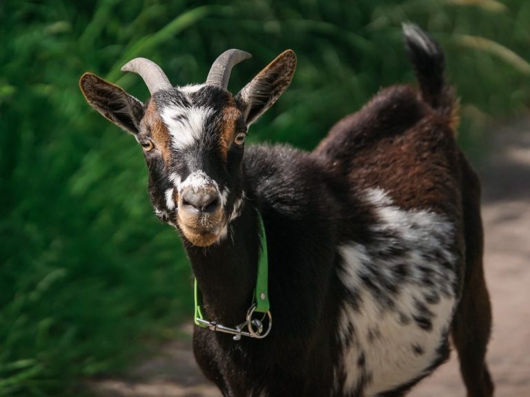 Eine schwarze Ziege mit weißen Flecken grast im grünen Gras.