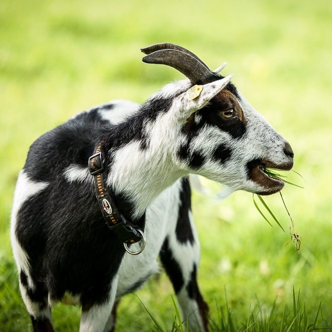 Schwarz-weiße Ziege frisst Gras auf einer grünen Wiese.