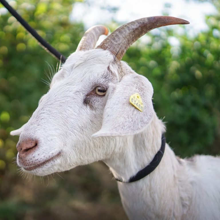 Ein naher Blick auf den Kopf einer weißen Ziege mit braunen Augen und einem sanften Ausdruck.