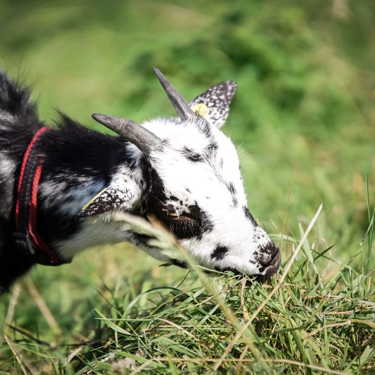 Schwarz-weiße Ziege frisst Gras auf einer Wiese.