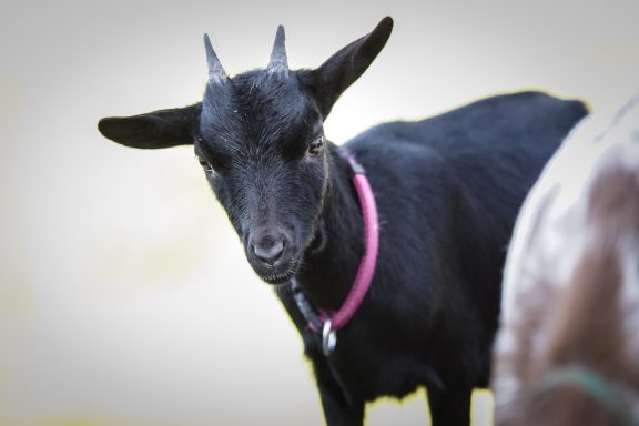 Schwarze Ziege mit pinkem Halsband, aufmerksam und neugierig.