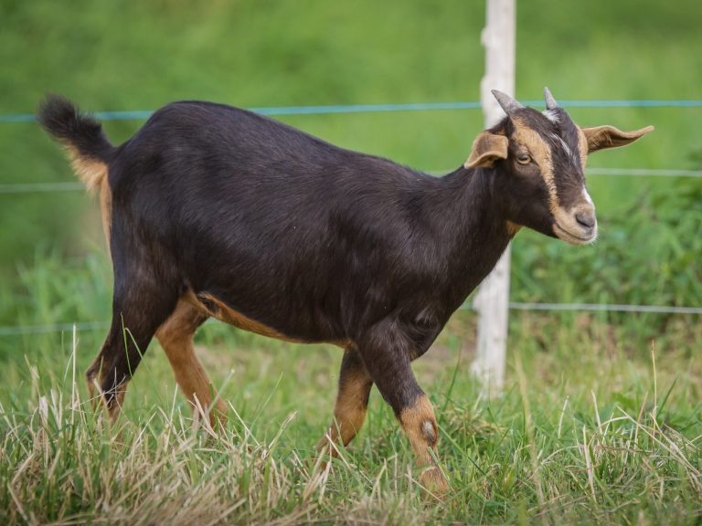 Toffiefee Eine Ziege mit langen Ohren und auffälligem Ohrenanhänger vor einem blauen Hintergrund.